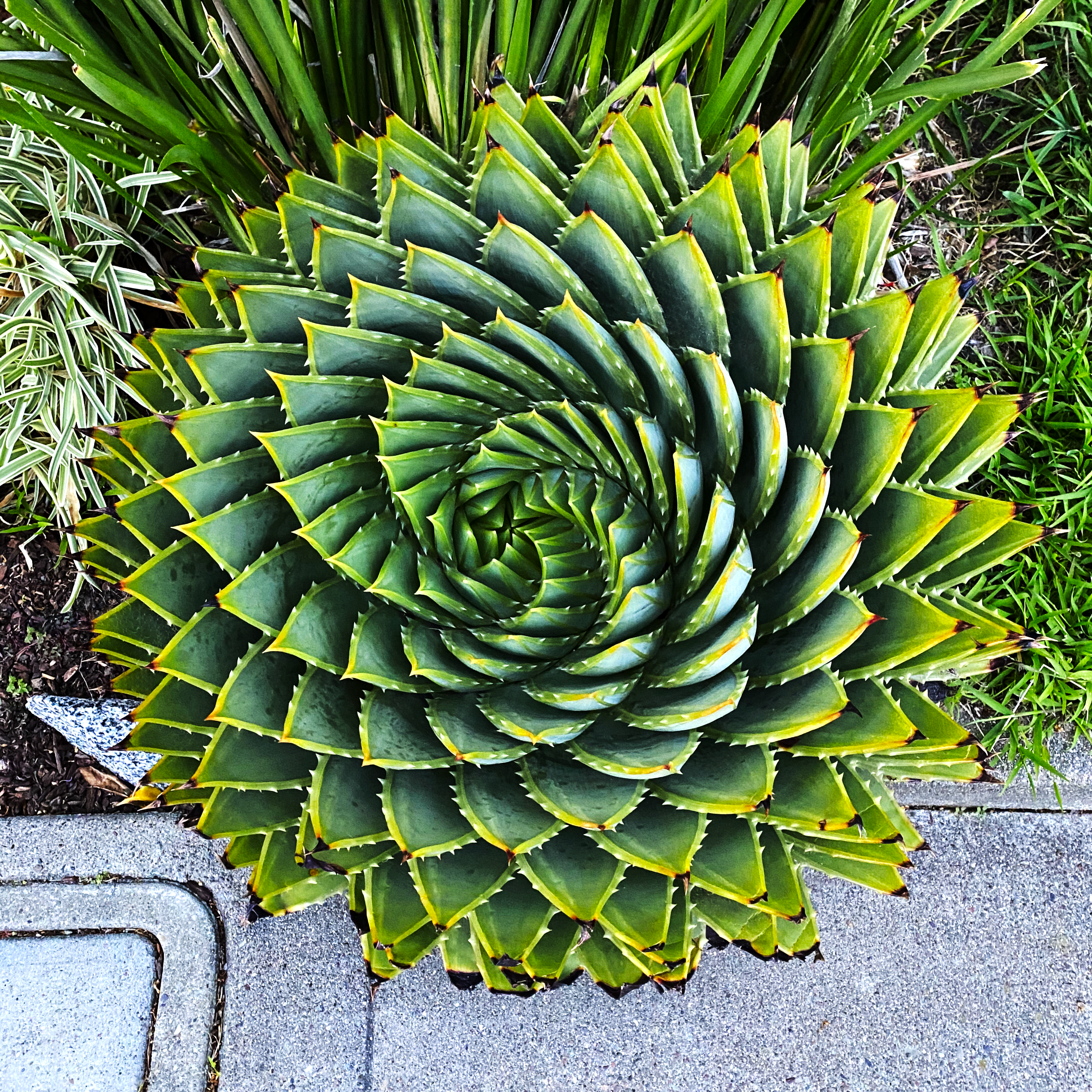 Spiral Plant